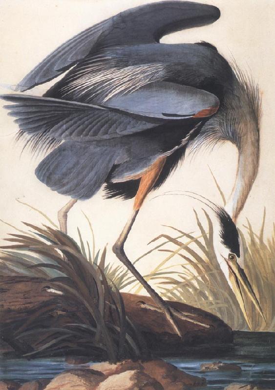 John James Audubon Great Blue Heron France oil painting art